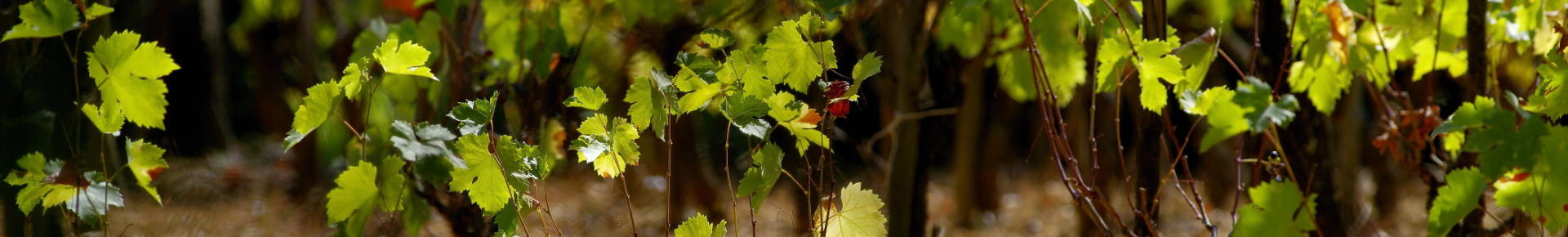 photo de vignes